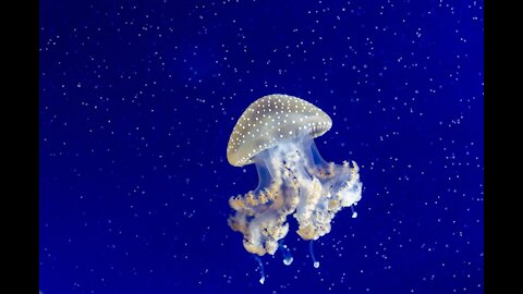 The secret superpowers of jellyfish