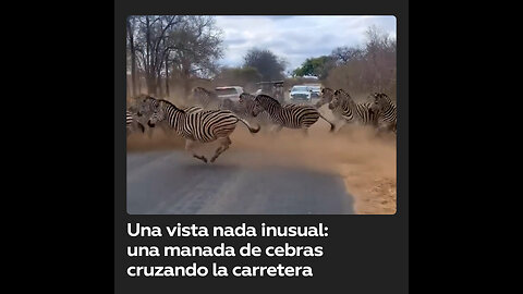 Así se ve una manada de cebras cruzando la carretera