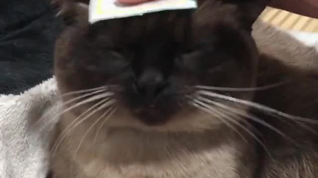 Cat simply loves relaxing head massage