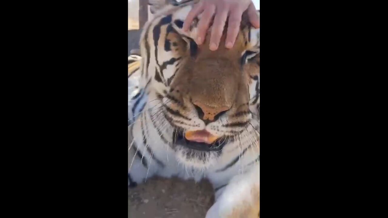 Tigers cannot purr in the usual sense