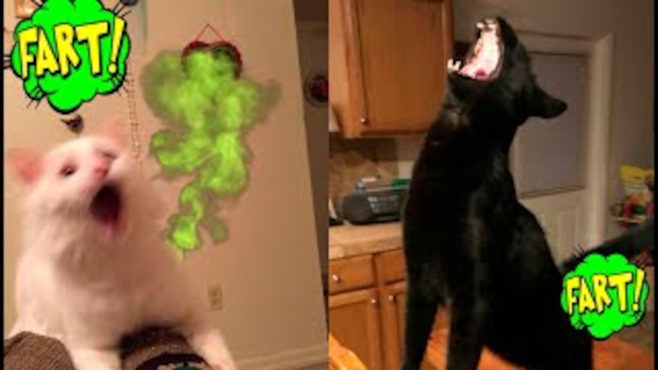 BIG FART🐱💨 Funny Pets Farting Reaction Videos Compilation 😹| Hi Pets