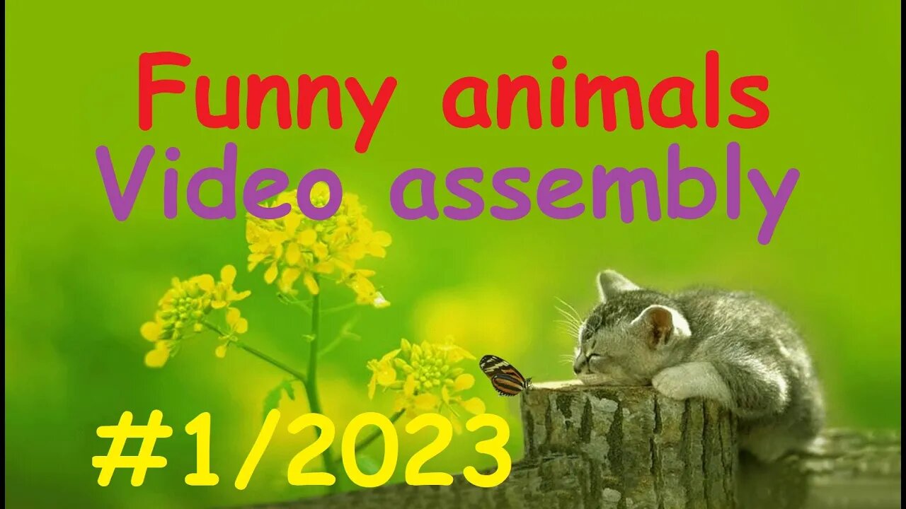 Funny animals / video assembly #1-2023