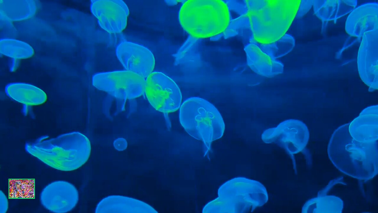 Jellyfish Aquarium | Meditation music for focusing, reducing stress, and sleep