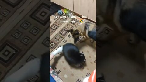 #shorts Смешные Еноты Из Тик Ток 54 Funny Tik Tok Raccoons