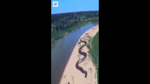 Giant Snake caught on video at higher place by helicopter