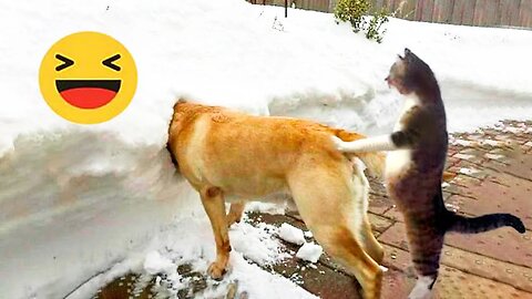 Episode #13 Best Funny Videos Compilation 2024 | Funny Animal Edition