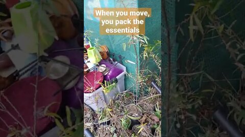 packing the essentials, moving our #seaberry, #seabuckthorn #farm, #orchard