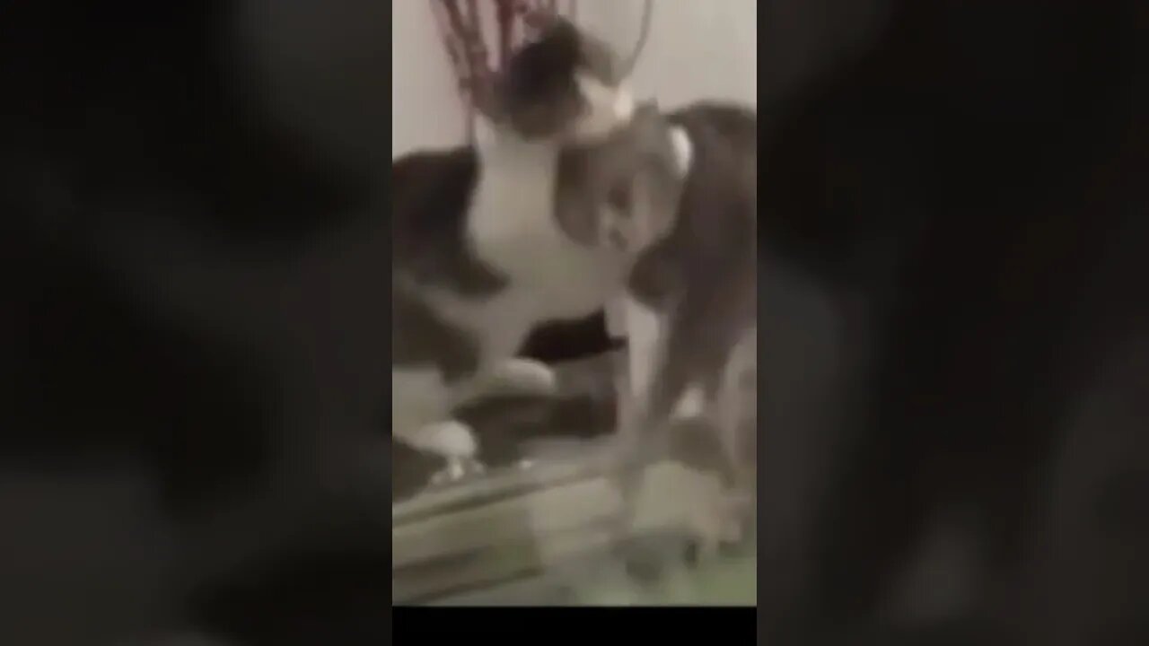 Funny cat videos that will make your day