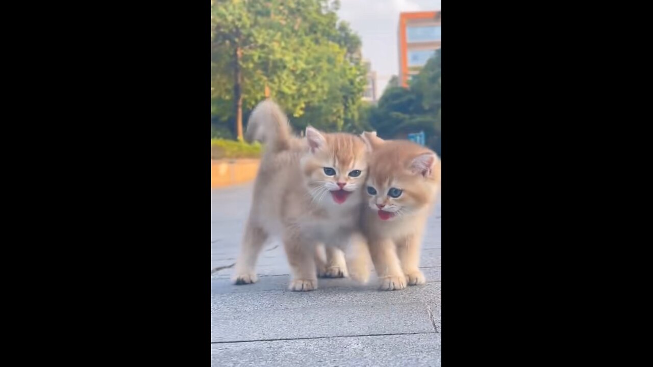 cute cat playing