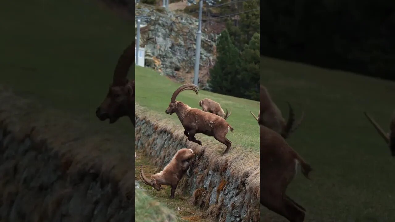 Pontresina, Switzerland 🇨ðŸ‡