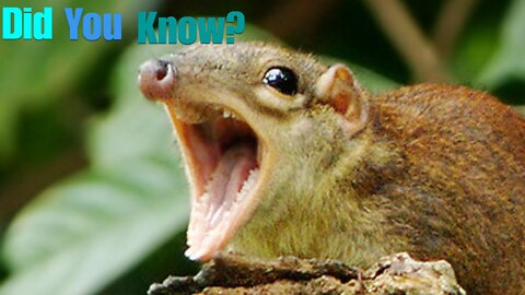 Did You Know? The Tree Shrew || FACTS || TRIVIA