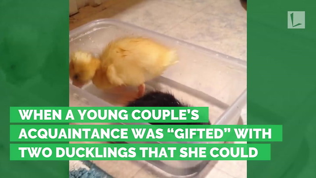 Couple Agrees To Adopt Baby Ducklings, What They Grow into Turns Heads Across Internet