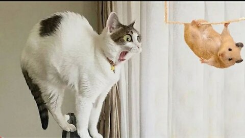 Mouse Are Cat's Enemy_Funny Pet Reaction/Cat Part=08 Videos
