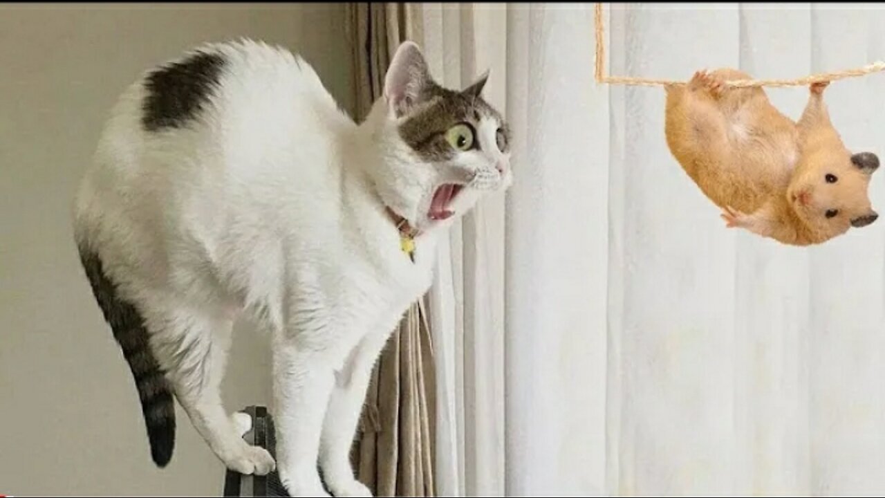 Mouse Are Cat's Enemy_Funny Pet Reaction/Cat Part=08 Videos