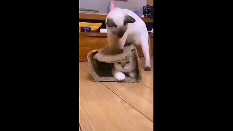 cat and cat kids