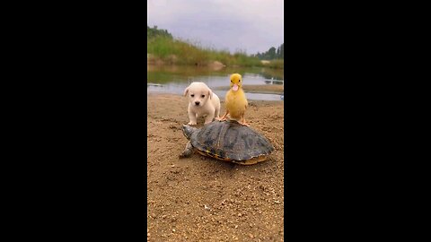 funny animal videos