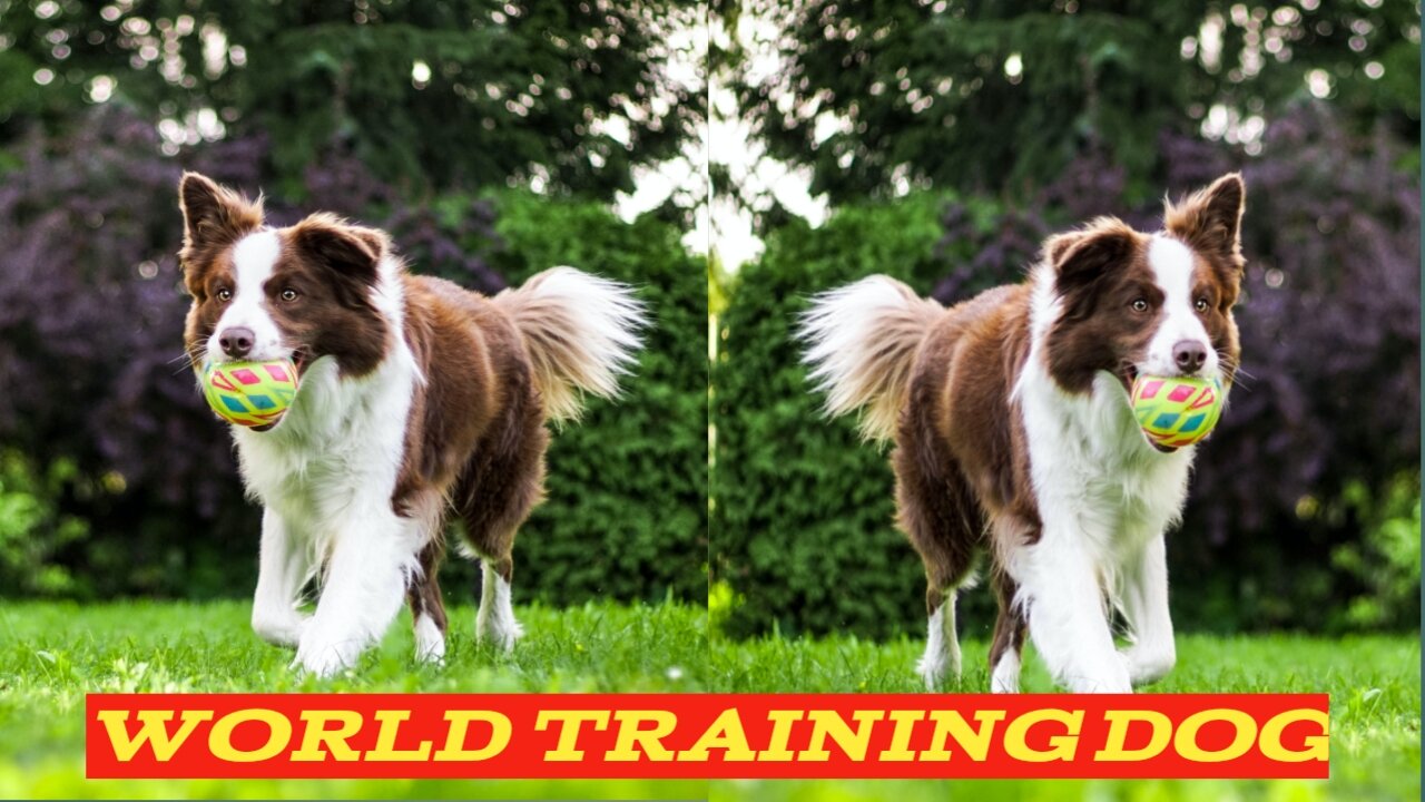 WORLD# TRAINING_ DOG 🐕 BEBY 🐕 DOGGY