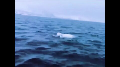 Beluga pictures of all