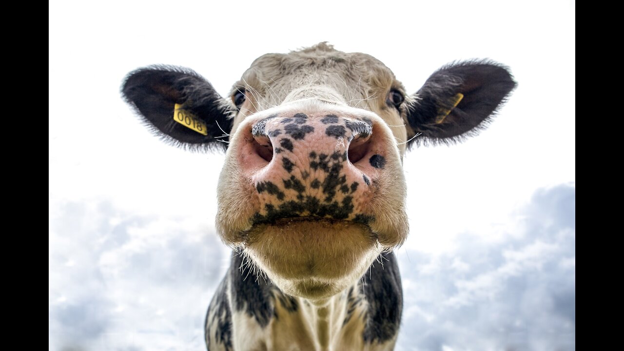 THE BEST FUNNY DIFFERENT ANIMALS 2021