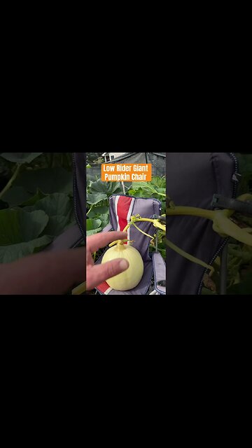Low Rider Pumpkin #bubba #giantpumpkin #shortsfeed