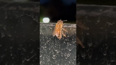 Bees can walk up glass! How? They never give up! #motivation #nevergiveup #beekeeping