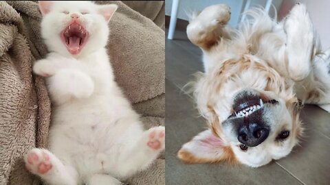 😹🐶😹 Baby Dogs - Cute and Funny Dog & Cat Video 😹🐶😹 (2022) Part - 4