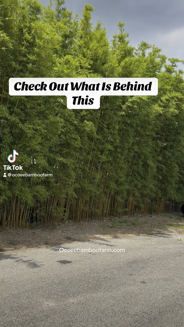 OMG - This Neighbor Stinks - Check out what is behind the green screen