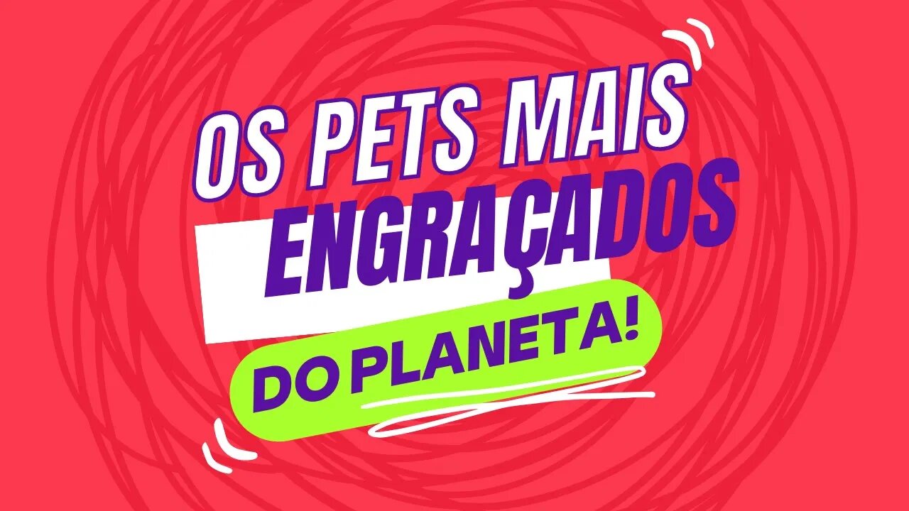 OS PETS MAIS ENGRAÇADOS DO PLANETA