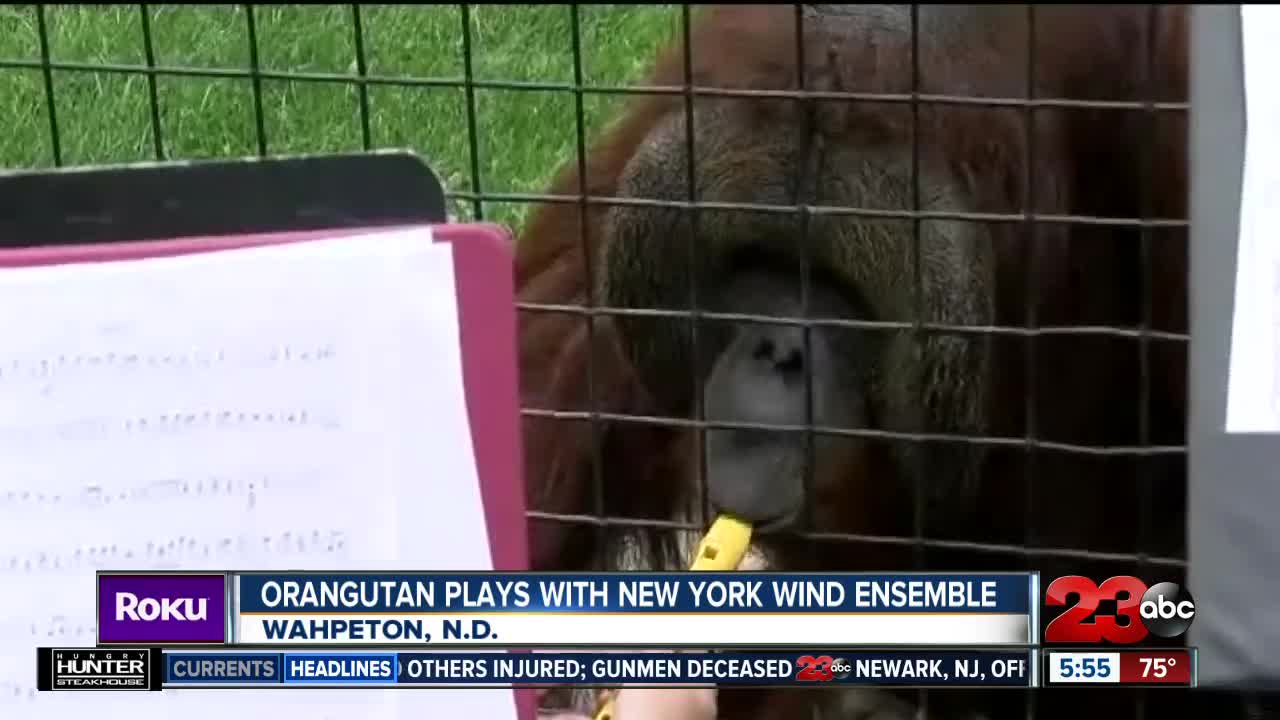 Check This Out: Orangutan plays with New York Wind Ensemble