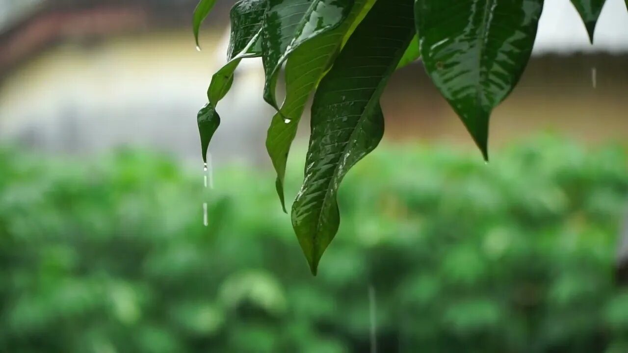 Drizzling Rain in the Neighborhood