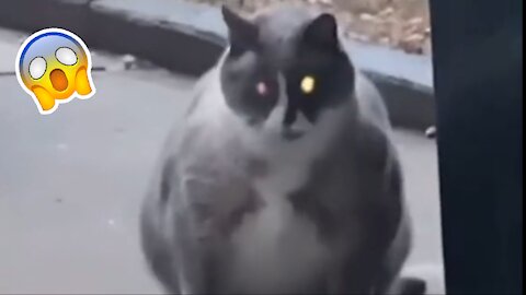 This cat is THICC! 😱