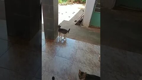 Festa dos gatinhos quando chega ração #shorts