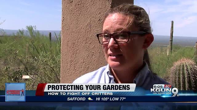 How to prevent, and keep out backyard critters from yards