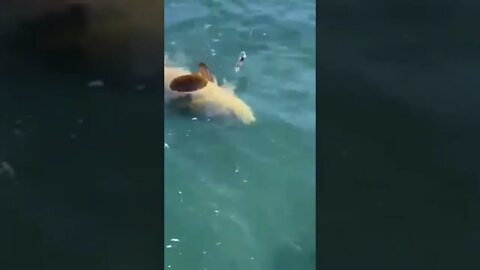 Goliath Grouper