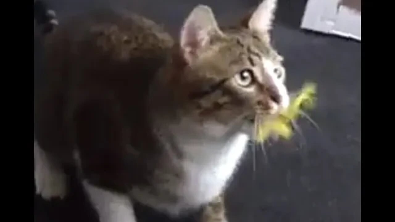 Funny Kitten Has a Feather in His Mouth