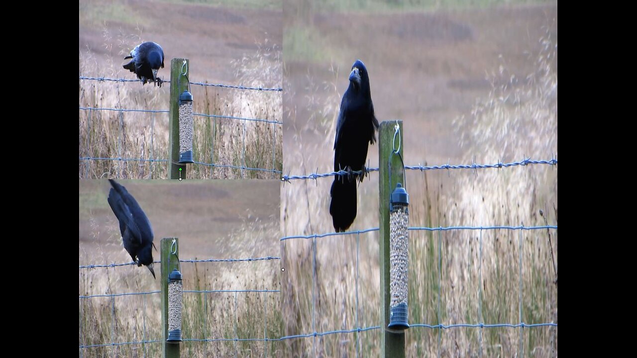 A Rook Finds an Original Way To Extract Food from a Bird Feeder