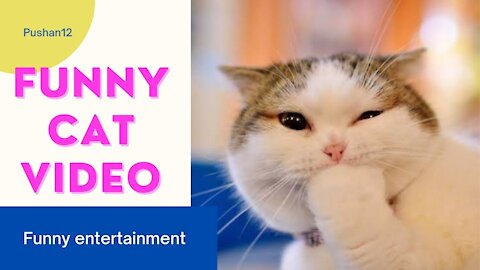 Funny 🐱 Cat videos.