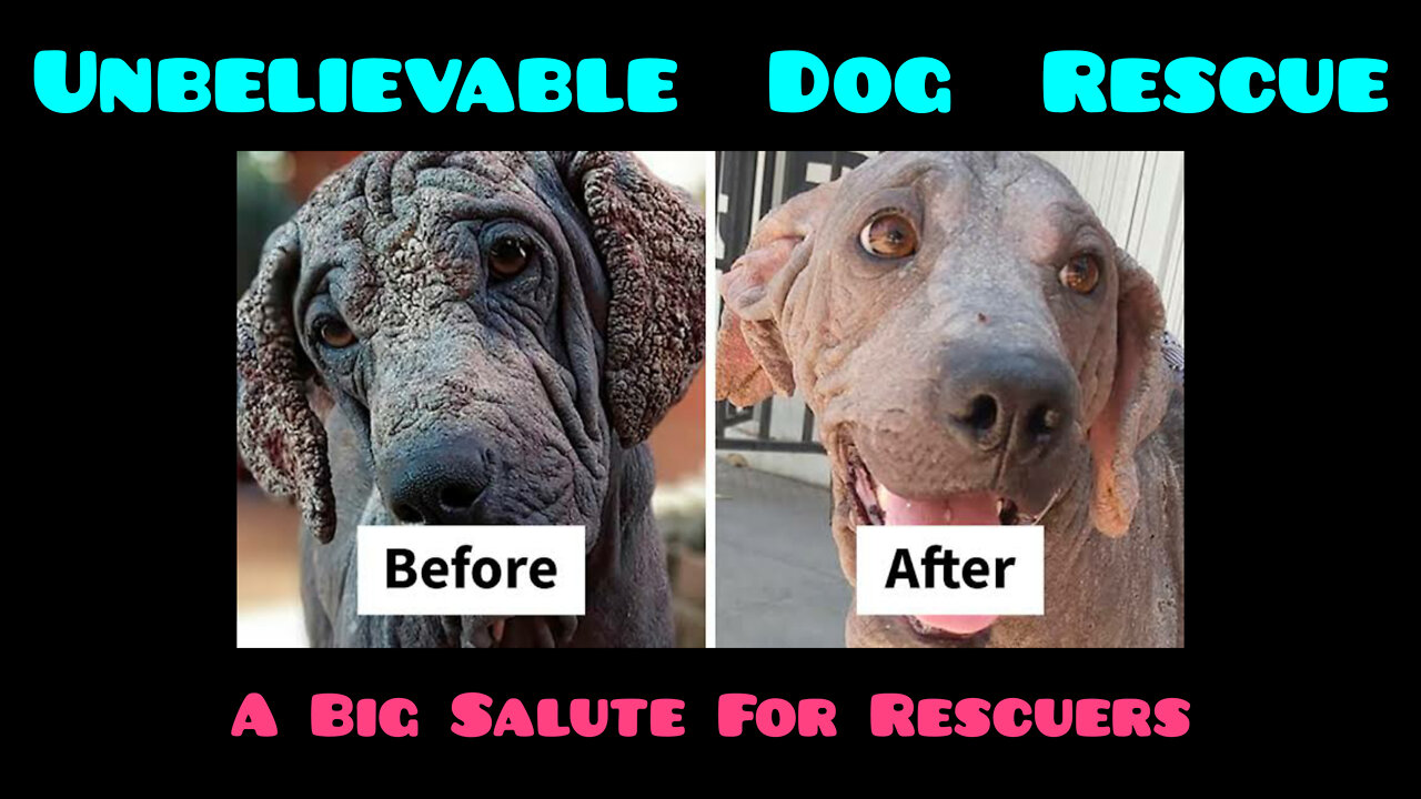 Unbelievable dog rescue