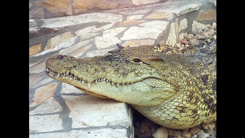 Crocodile animal is beautiful, cute, social and attractive