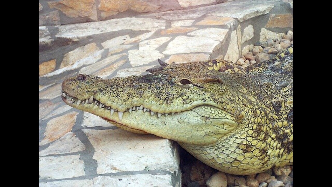 Crocodile animal is beautiful, cute, social and attractive