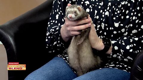 Humane Society of Tampa Bay | Morning Blend