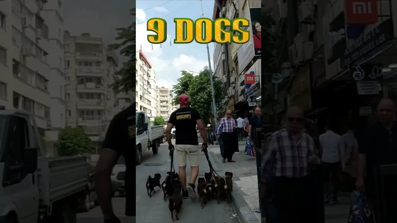 Funny reactions from people to 9 dogs