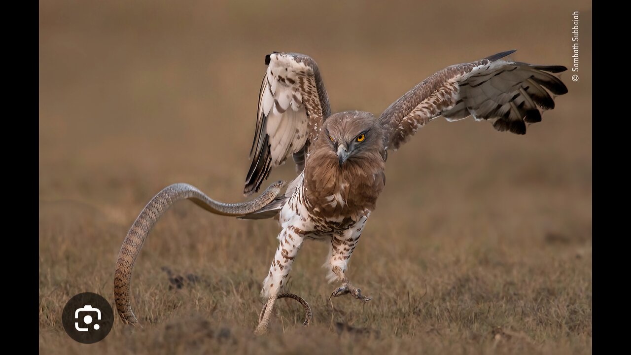 Wildlife Wars: Eagle vs Snake - A Battle for Survival