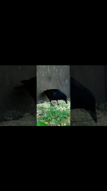 Another corny 🌽crow🐦 #cute #funny #animal #nature #wildlife #trailcam #farm #homestead #beautiful