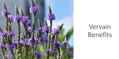 Vervain -Verbena officinalis Health Benefits