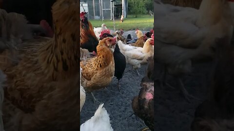 LOL, The Way Buddy Stops In Front Of The Camera #chickens #chickenshorts #backyardchickens