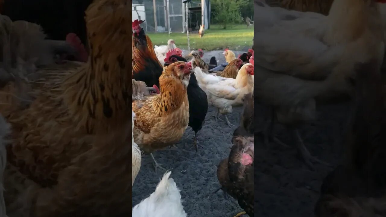 LOL, The Way Buddy Stops In Front Of The Camera #chickens #chickenshorts #backyardchickens