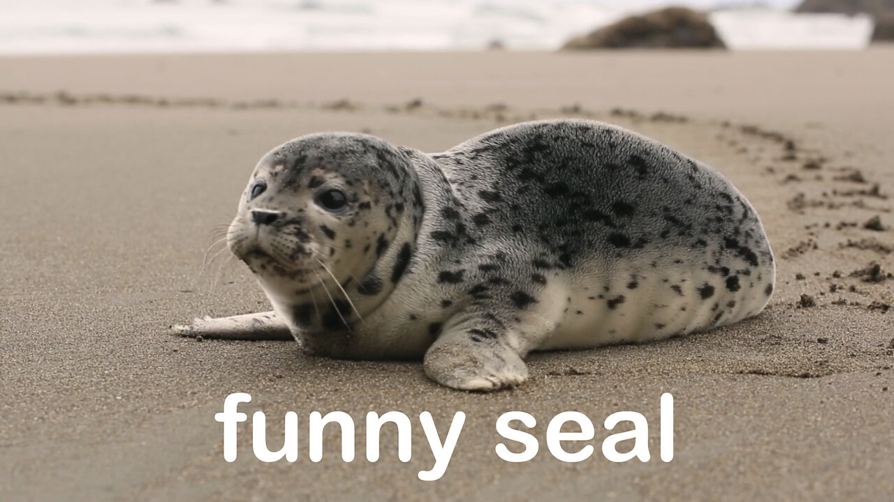 Seal