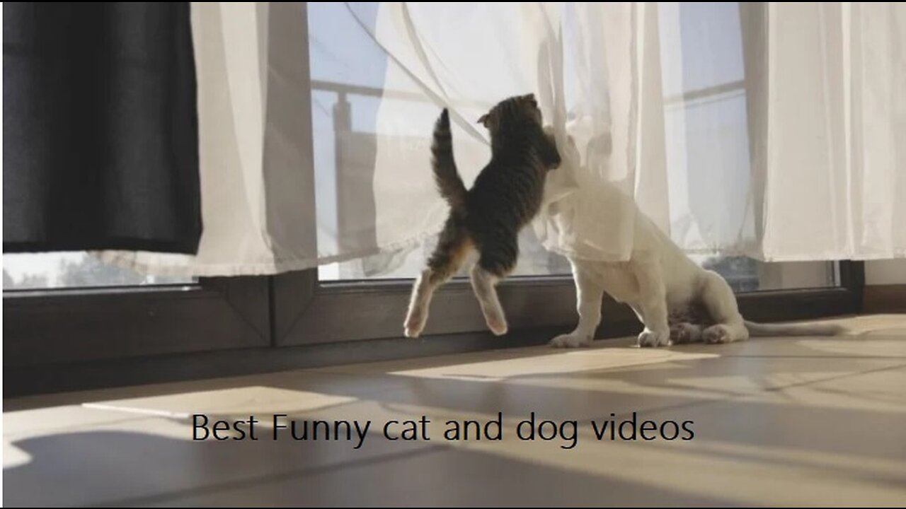 Funniest Animals 2023 😂😂 Best Cats and Dogs Videos 🐶😸