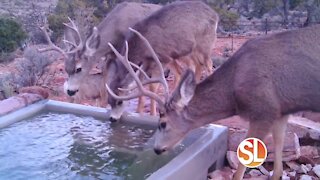 AZ Game & Fish needs YOUR help providing life-sustaining water for Arizona's wildlife